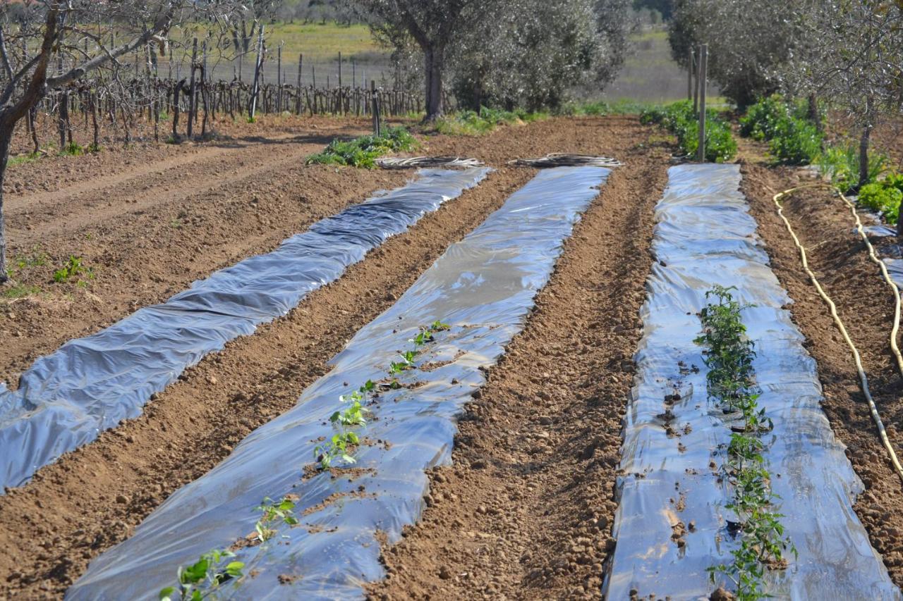 Agriturismo Il Laghetto Grosseto Bagian luar foto